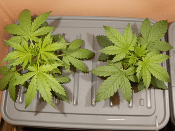 Gorilla Glue Auto от FastBuds Gorilla Glue Auto от FastBuds