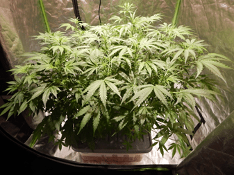 Gorilla Glue Auto от FastBuds Gorilla Glue Auto от FastBuds