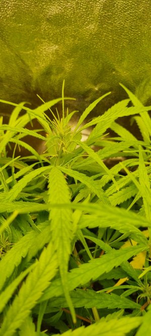 20220403_204514_copy_908x2016.jpg