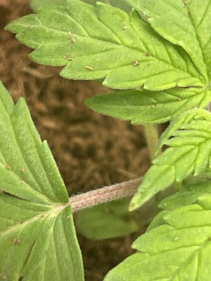 IMG_7840.jpeg