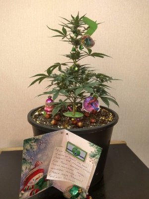 IMG_20241227_153156_для СЕМЯНЫЧАHDR.jpg