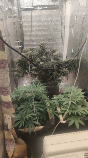 IMG-20250116-WA0020.jpeg