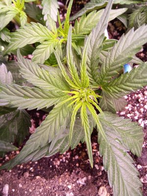 IMG_20250304_043929[1].jpg