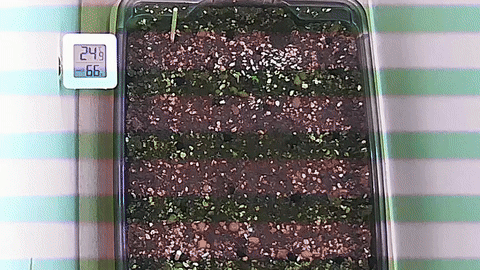 ezgif-24d2a65a93db59.gif
