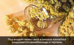 razrushayutsya-kannabinoidy-i-terpeny__qydO1xSlwngz625Z.jpg razrushayutsya-kannabinoidy-i-terpeny__qydO1xSlwngz625Z.jpg