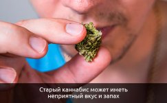 Izmenenie-vkusoaromaticheskih-svojstv__JfTJ336HevMhc4lF.jpg Izmenenie-vkusoaromaticheskih-svojstv__JfTJ336HevMhc4lF.jpg