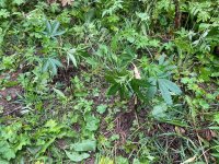 IMG_0515.jpeg