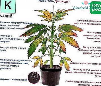 kalijnie-udobreniya-chto-eto-takoe-ih-nazvaniya-znachenie-i-primenenie-3.jpg kalijnie-udobreniya-chto-eto-takoe-ih-nazvaniya-znachenie-i-primenenie-3.jpg