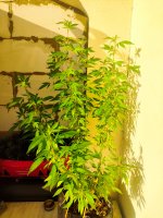 IMG_20250815_072440.jpg