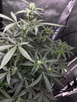 IMG_4763.jpeg