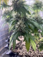 IMG_0136.jpeg