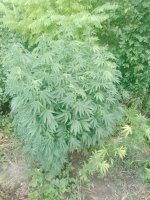 IMG_20250820_061130_402.jpg