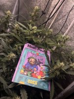 IMG_5246.jpeg