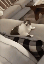 Adobe Express - VID_20250901_091938_136 (1).gif