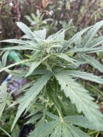 IMG_7425.jpeg