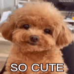 64ca2f818725afa0c953a44b2084abb1.gif