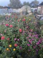 IMG_0500.jpeg IMG_0500.jpeg