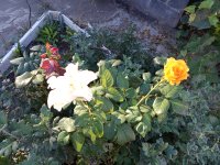 IMG_20250914_071452.jpg