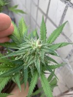 IMG_8123.jpeg