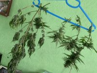 IMG_8152.jpeg