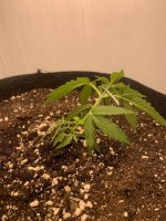IMG_8199.jpeg