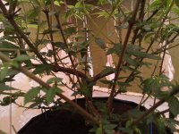 IMG_20250917_223041_832.jpg