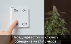 otsutstvie-sveta-v-konce-cveteniya__WpVDRfSNr342gj8X.jpg otsutstvie-sveta-v-konce-cveteniya__WpVDRfSNr342gj8X.jpg