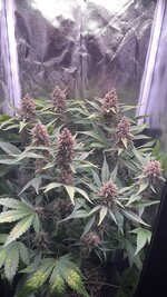 IMG_1501.jpeg