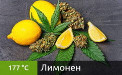 limonen__3YmXOnSrEtjXkgpt.jpg limonen__3YmXOnSrEtjXkgpt.jpg