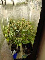IMG_20250930_201005.jpg