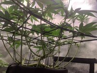 IMG_8753.jpeg