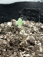 IMG_3480.jpeg IMG_3480.jpeg