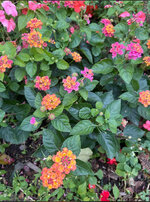 IMG_0882.jpeg IMG_0882.jpeg
