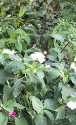 IMG_0875.jpeg IMG_0875.jpeg