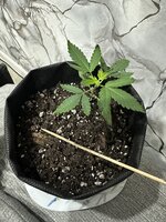 IMG_2978.jpeg