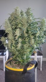 6-2-is-the-best-light-cycle-for-autoflowers-v0-gsa28ad9cmhe1.jpeg 6-2-is-the-best-light-cycle-for-autoflowers-v0-gsa28ad9cmhe1.jpeg