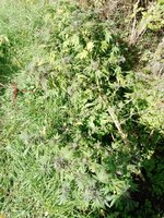 IMG_20251020_120845_829.jpg