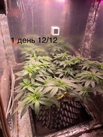 IMG_1279.jpeg