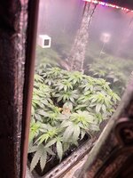 IMG_1317.jpeg
