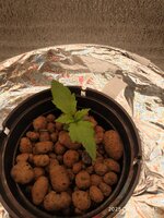 IMG_20251022_064121.jpg
