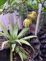 IMG_1379.jpeg IMG_1379.jpeg