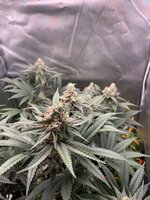 IMG_9057.jpeg