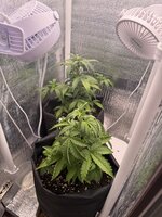 IMG_2203.jpeg