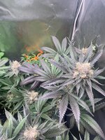 IMG_9148.jpeg