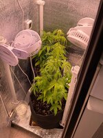 IMG_2271.jpeg