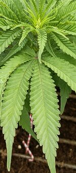 IMG_20251122_231555_642.jpg