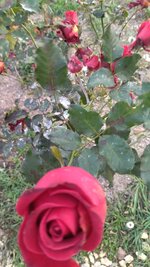 IMG_20251123_160208.jpg