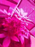 IMG_20251123_204042.jpg
