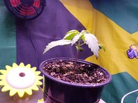 IMG_20251124_061313.jpg