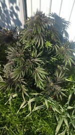 IMG_20251125_122608.jpg